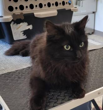 Fluffy -  Domestic Long Hair Cat for Adoption in Grand Rapids, Minnesota - Fluffy | PetCurious