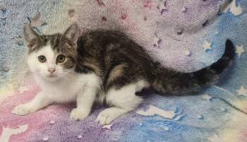260937  Douglas -  Domestic Short Hair Cat for Adoption in Wetumpka, Alabama - 260937  Douglas | PetCurious