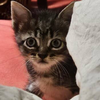 Rowdy -  Domestic Short Hair Cat for Adoption in Donalsonville, Georgia - Rowdy | PetCurious