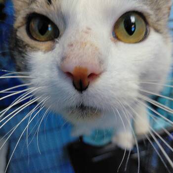 Ellis -  Domestic Short Hair Cat for Adoption in Stanley, Virginia - Ellis | PetCurious