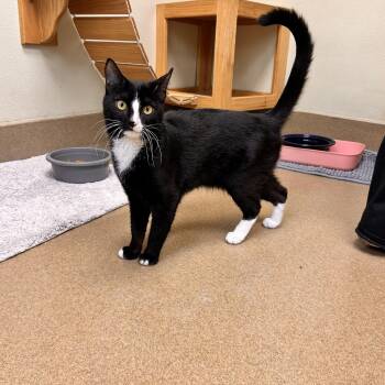 Domestic Short Hair Cats Available for Adoption in Myerstown, Pennsylvania - Gumball | PetCurious