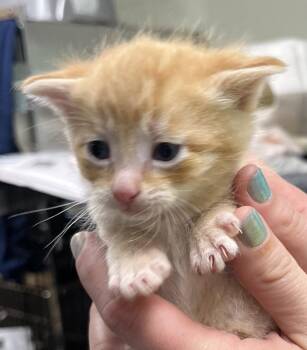 Dover -  Domestic Short Hair Cat for Adoption in Saint Clairsville, Ohio - Dover | PetCurious