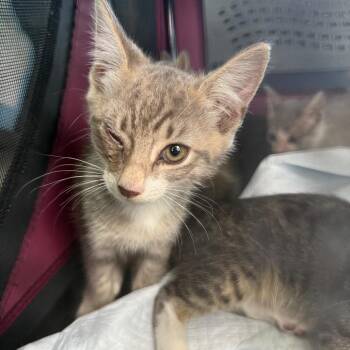 Ura -  Domestic Short Hair Cat for Adoption - Ura | PetCurious