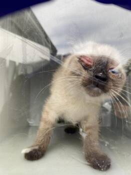 Siamese and Domestic Short Hair Cats Available for Adoption in Dallas, Texas - BUTTER | PetCurious