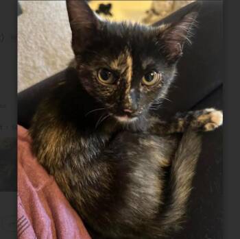 Smudge Meding -  Domestic Short Hair Cat for Adoption in Morrison, Colorado - Smudge Meding | PetCurious