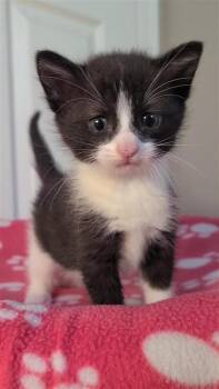 Domestic Short Hair Cats Available for Adoption - Elsie | PetCurious