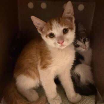 Churro -  Domestic Short Hair Cat for Adoption in Pasadena, California - Churro | PetCurious