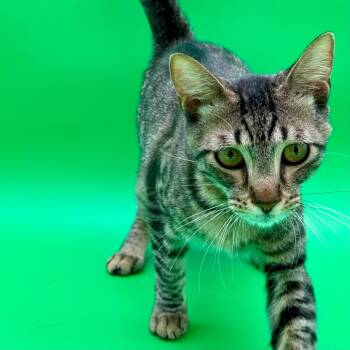 Karla -  Domestic Short Hair Cat for Adoption in Los Angeles, California - Karla | PetCurious