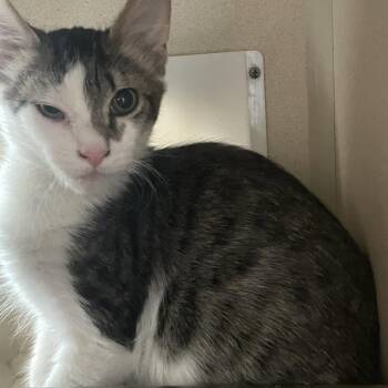 Radar -  Domestic Medium Hair Cat for Adoption in Gloucester, Virginia - Radar | PetCurious
