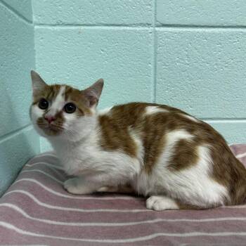 Terry -  Domestic Short Hair Cat for Adoption in Spruce Pine, North Carolina - Terry | PetCurious