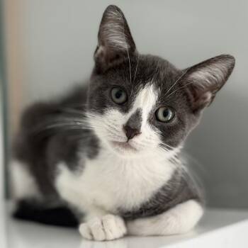 Dew Drop -  Domestic Short Hair Cat for Adoption in Ridgely, Maryland - Dew Drop | PetCurious