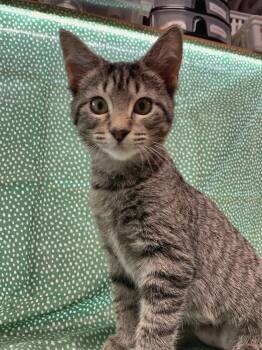 Silky Anteater -  Domestic Short Hair Cat for Adoption in Omaha, Nebraska - Silky Anteater | PetCurious
