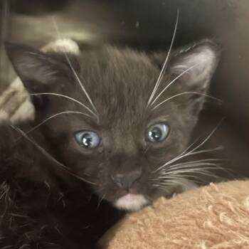 Goatie -  Domestic Short Hair Cat for Adoption in West Palm Beach, Florida - Goatie | PetCurious