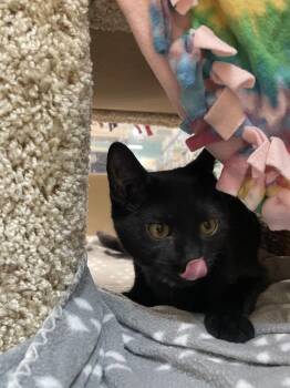 Buffoon     PIA -  Domestic Short Hair Cat for Adoption in Metamora, Illinois - Buffoon     PIA | PetCurious