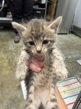Fresca -  Domestic Short Hair Cat for Adoption in Port Allen, Louisiana - Fresca | PetCurious
