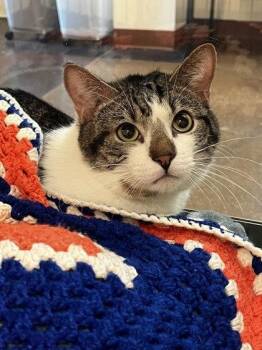 Edward -  Domestic Short Hair Cat for Adoption in Irving, Texas - Edward | PetCurious
