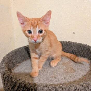 American Shorthair Cats Available for Adoption in Boerne, Texas - Easy Peasy | PetCurious