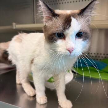 Hay Bale -  Domestic Medium Hair Cat for Adoption in Norman, Oklahoma - Hay Bale | PetCurious