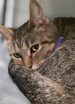 Domestic Short Hair Cats Available for Adoption in Saginaw, Michigan - Lovey | PetCurious