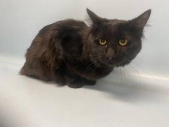 Felix -  Domestic Long Hair and Domestic Short Hair Cat for Adoption in Golden Valley, Minnesota - Felix | PetCurious