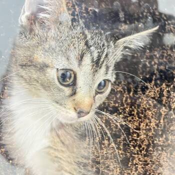 Banzai -  Domestic Short Hair Cat for Adoption in Philadelphia, Pennsylvania - Banzai | PetCurious