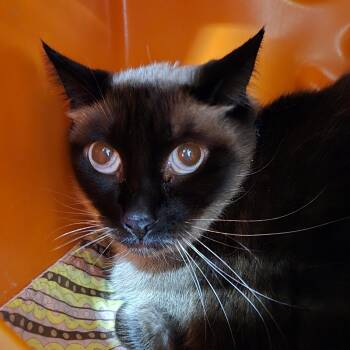 Domestic Short Hair Cats Available for Adoption in Billings, Montana - Racoona Matata | PetCurious