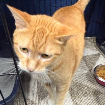 Domestic Short Hair Cats Available for Adoption in Normal, Illinois - Michael | PetCurious