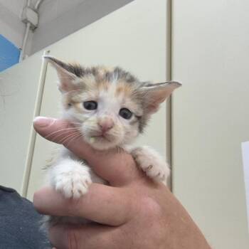 April -  Domestic Short Hair Cat for Adoption in Ardmore, Oklahoma - April | PetCurious