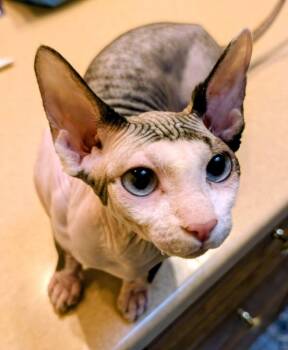 Sphynx Hairless Cat Cats Available for Adoption in Kenosha, Wisconsin - PINKY | PetCurious
