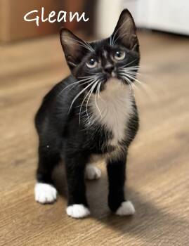 Gleam -  Domestic Short Hair Cat for Adoption in Pawleys Island, South Carolina - Gleam | PetCurious