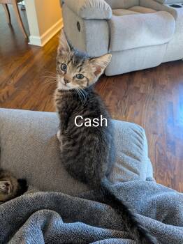 Cash -  Domestic Short Hair Cat Available for Adoption in Naugatuck, Connecticut - Cash | PetCurious
