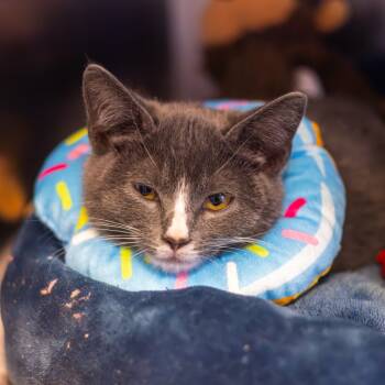 Rescue Domestic Short Hair Cats for Adoption - Clarice | PetCurious