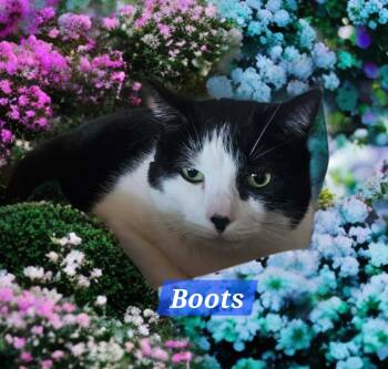Domestic Short Hair Cats Available for Adoption - Boots | PetCurious