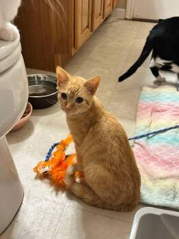Domestic Short Hair Cats Available for Adoption - Brutus | PetCurious
