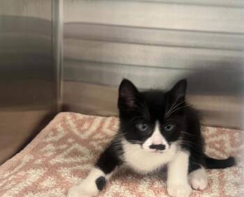 Domestic Short Hair Cats Available for Adoption in Tustin, California - TOOTHPASTE | PetCurious