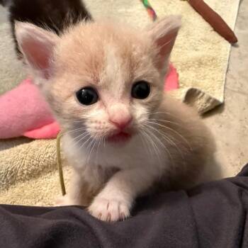 Marie -  Domestic Short Hair Cat for Adoption in Franklin, Tennessee - Marie | PetCurious