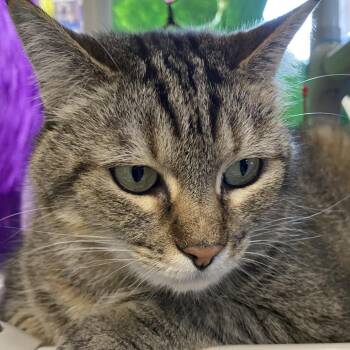 Maddie -  Domestic Short Hair Cat for Adoption in Fletcher, North Carolina - Maddie | PetCurious