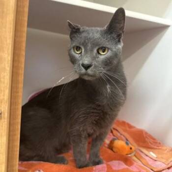 Rescue Domestic Short Hair Cats for Adoption in Phoenixville, Pennsylvania - Cloonee | PetCurious
