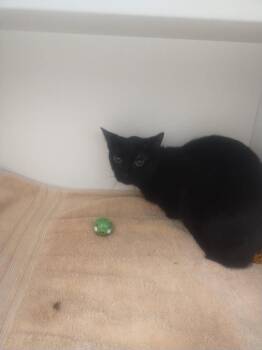 Domestic Short Hair Cats Available for Adoption in Oxford, North Carolina - Kingsford | PetCurious