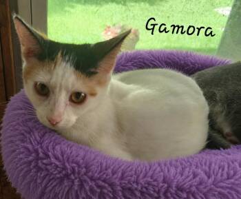 Gamora 2012 -  Domestic Short Hair Cat Available for Adoption in Dallas, Texas - Gamora 2012 | PetCurious