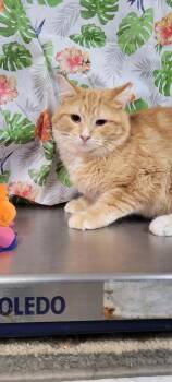 Cheeto -  Domestic Medium Hair Cat for Adoption in Caro, Michigan - Cheeto | PetCurious