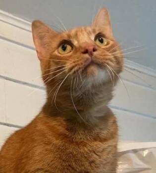 Rescue Tabby Cats for Adoption in Waverly, Iowa - BamBam | PetCurious