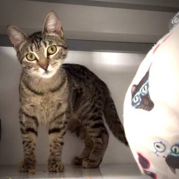 Rescue Domestic Short Hair Cats for Adoption in Houston, Texas - Francine Smith | PetCurious