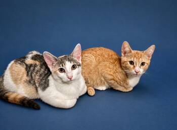 Murphy and Molly -  Domestic Short Hair Cat for Adoption in Albany, New York - Murphy And Molly | PetCurious