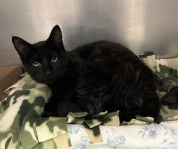 PERSEPHONE -  Domestic Short Hair Cat for Adoption in Fort Wayne, Indiana - PERSEPHONE | PetCurious