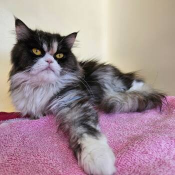 Rescue Himalayan Cats for Adoption in Harrisonburg, Virginia - Darla | PetCurious