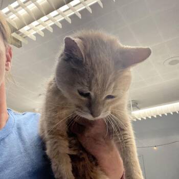 Maddie -  Domestic Medium Hair Cat for Adoption in Summerlee, West Virginia - Maddie | PetCurious