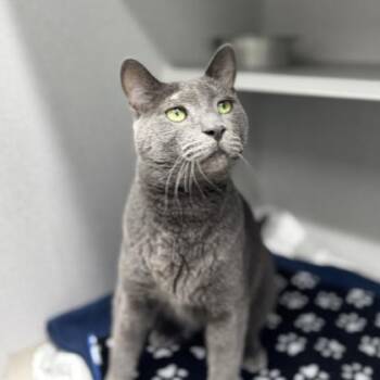Domestic Short Hair Cats Available for Adoption in Atlanta, Georgia - Indigo | PetCurious