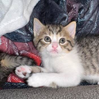 Rescue Domestic Medium Hair Cats for Adoption in Richmond, Virginia - Soup | PetCurious