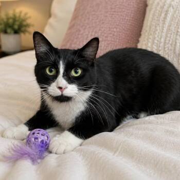 Max -  Tuxedo Cat for Adoption in Wyandotte, Michigan - Max | PetCurious